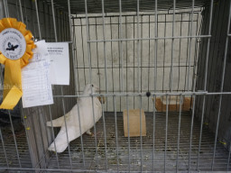 XIV Concurso Exposición de Palomas de Raza en Mula 2024